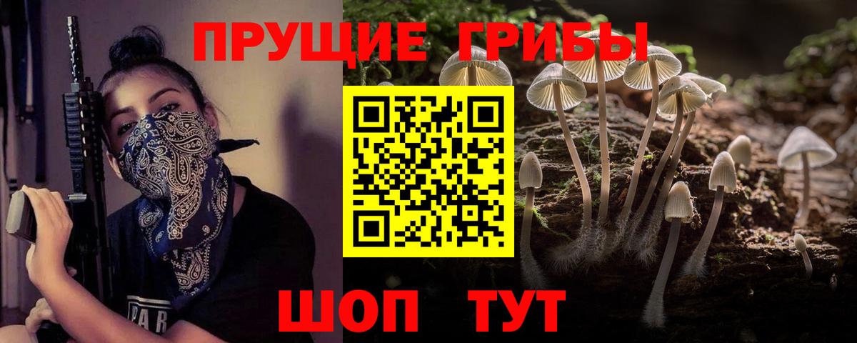 Псилоцибиновые грибы Psilocybe Красногорск